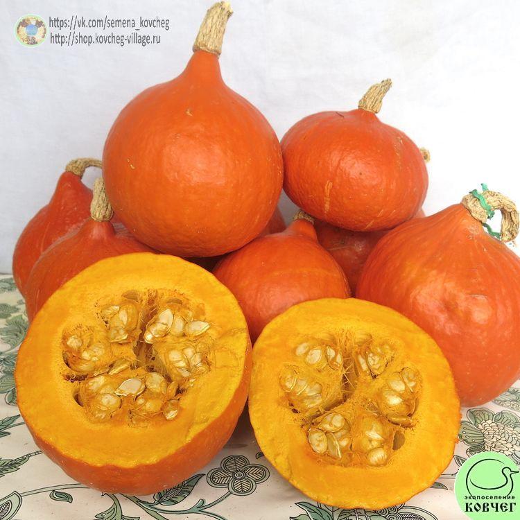 т20. Тыква Лесной орех (8)-_1_1 Семена тыквы Лесной орех