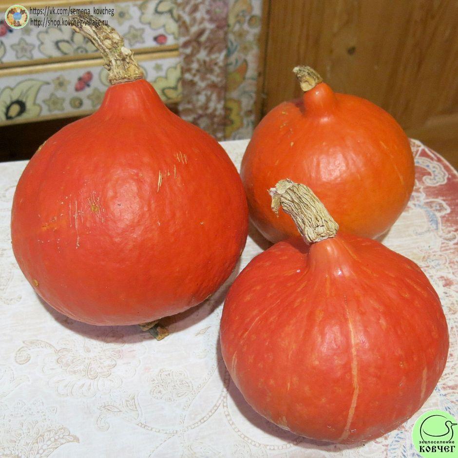 -т27. Потимарон Красное солнце (8)_1_1 Семена тыквы-потимарона Красное солнце