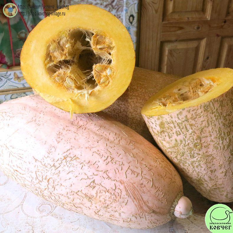 -т29. Тыква Розовый банан (2)_1_1 Семена тыквы Розовый банан