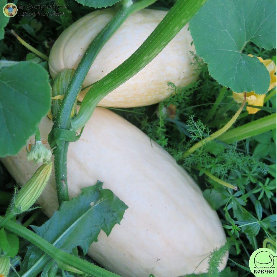 -т29. Тыква Розовый банан (7)_1_1 Семена тыквы Розовый банан