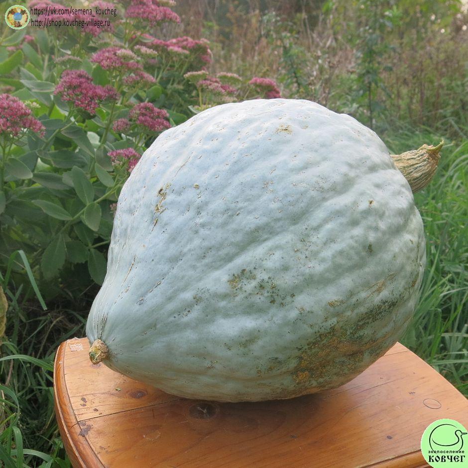 -т31. Тыква Синий Хаббард (15)_1_1 Семена тыквы Синий Хаббард