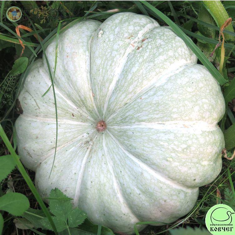 т13. Тыква Истамбул (18)_1_1 Семена тыквы Истамбул