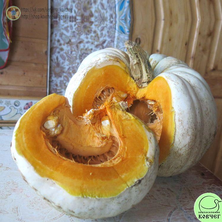 т13. Тыква Истамбул (24)_1_1 Семена тыквы Истамбул