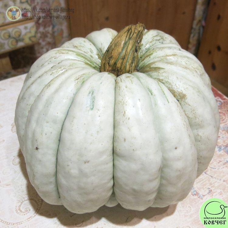 т13. Тыква Истамбул (2)_1_1 Семена тыквы Истамбул