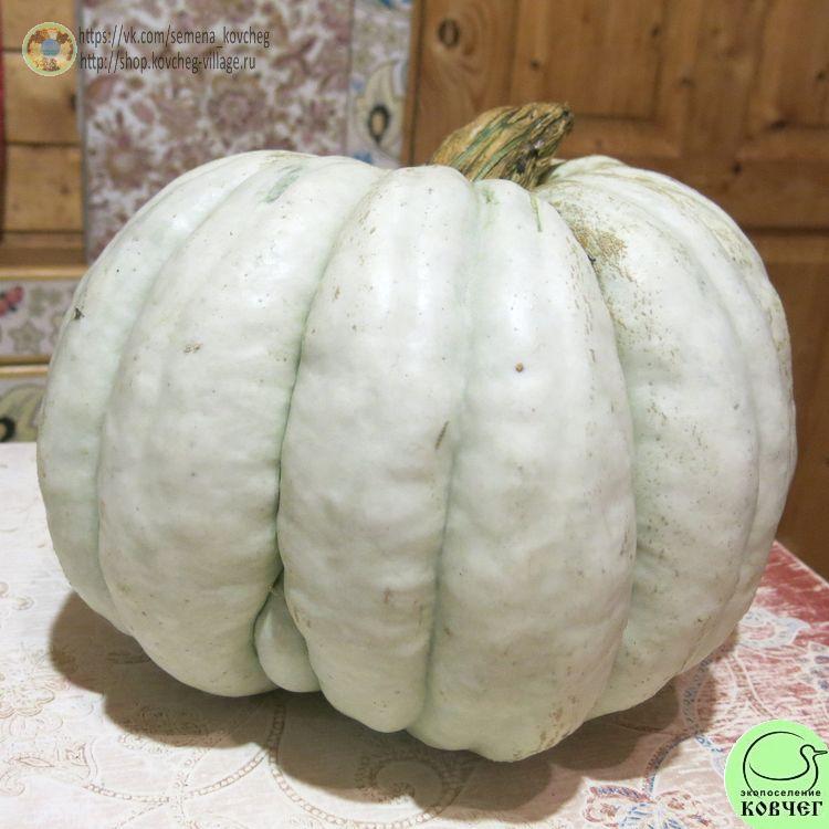т13. Тыква Истамбул_1_1 Семена тыквы Истамбул