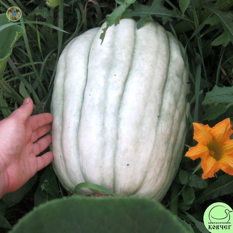 т18. Тыква Криоула Патака (10)_1_1 Семена тыквы Криоула Патака