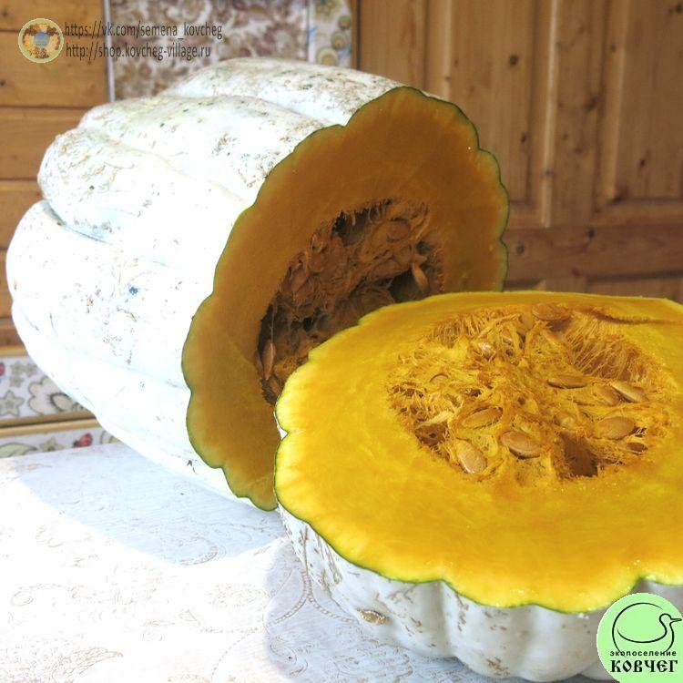 т18. Тыква Криоула Патака (13)_1_1 Семена тыквы Криоула Патака