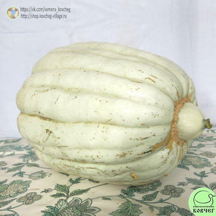 т18. Тыква Криоула Патака (2)_1_1 Семена тыквы Криоула Патака