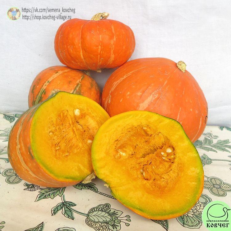 т23. Тыква Найф ривер (4)_1_1 Семена тыквы Найф ривер