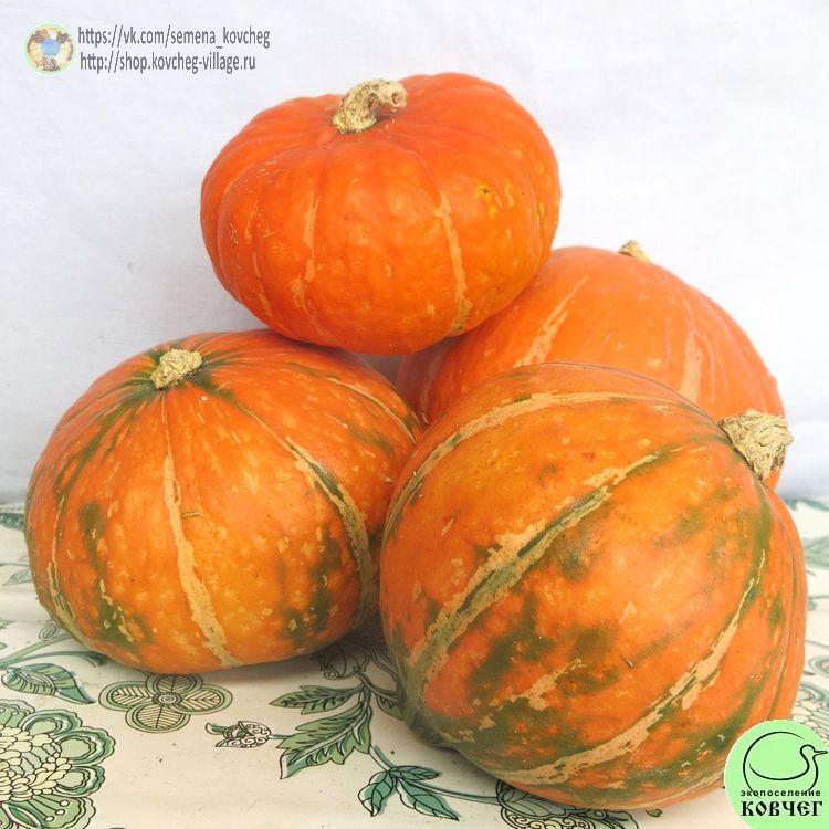 т23. Тыква Найф ривер (6)_1_1 Семена тыквы Найф ривер