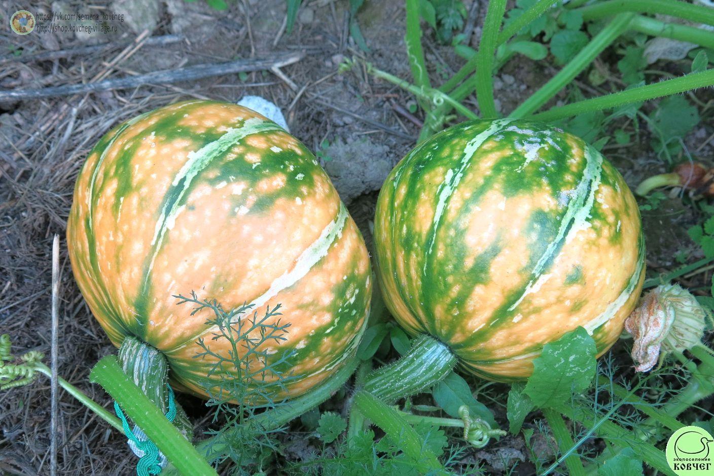 т23. Тыква Найф ривер (7)_1_1 Семена тыквы Найф ривер