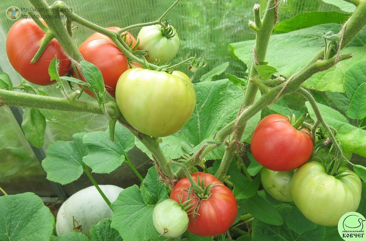 1. Алтайский (10)_1_1 Семена томата Алтайский