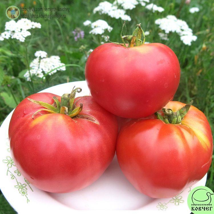 1. Алтайский (5)_1_1 Семена томата Алтайский