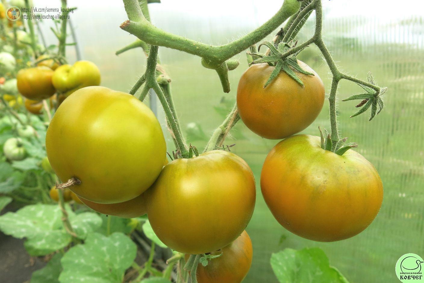 21. Лягушка-царевна (11)_1_1 Семена томата Лягушка-царевна