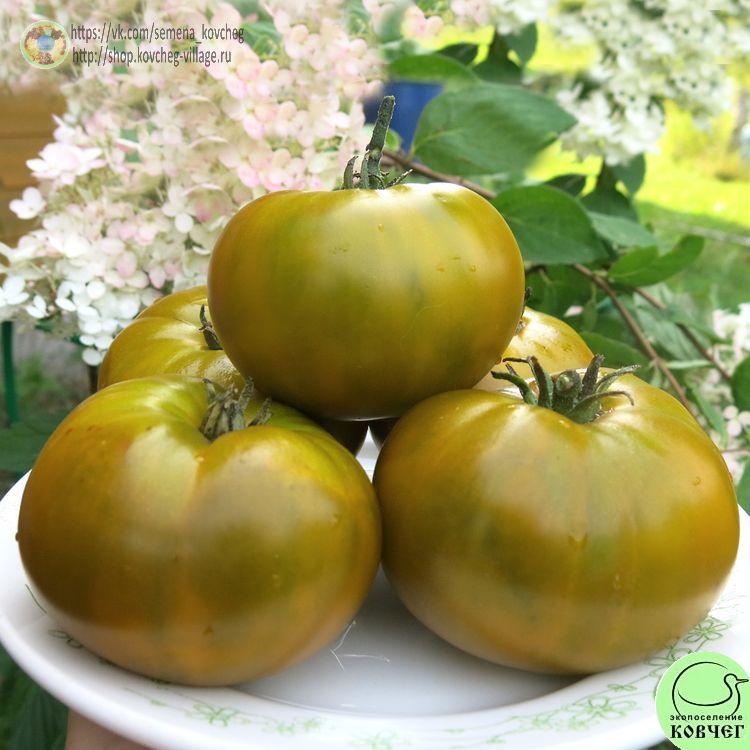21. Лягушка-царевна (3)_1_1 Семена томата Лягушка-царевна