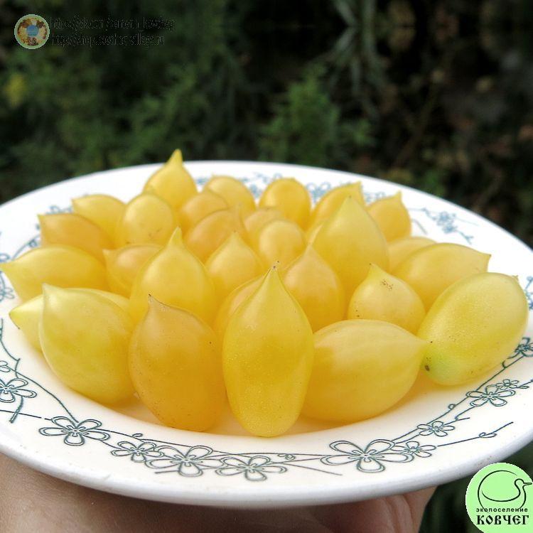 36. Сумасшедшие вишни Барри (7)_1_1 Семена томата Сумасшедшие вишни Барри