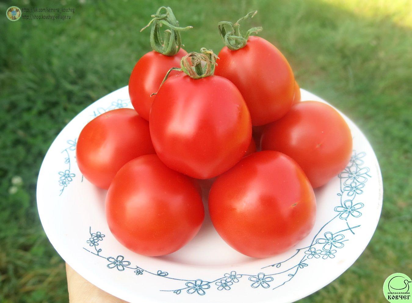 64 Турьевские консервные (3)_1 2024г. Семена томата Турьевские консервные