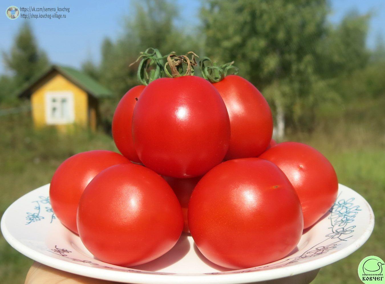64 Турьевские консервные (5)_1 2024г. Семена томата Турьевские консервные