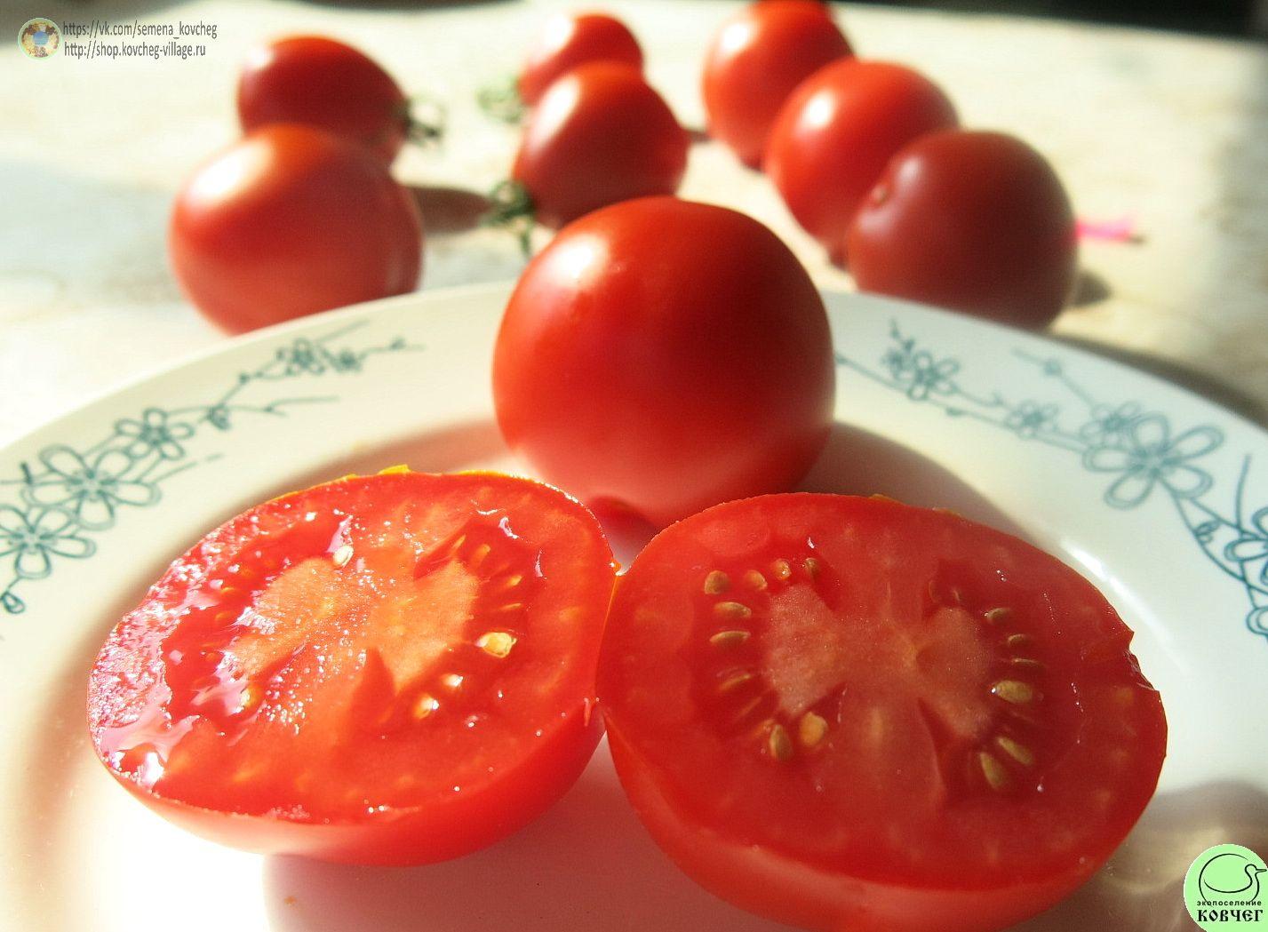 64 Турьевские консервные (7)_1 2024г. Семена томата Турьевские консервные