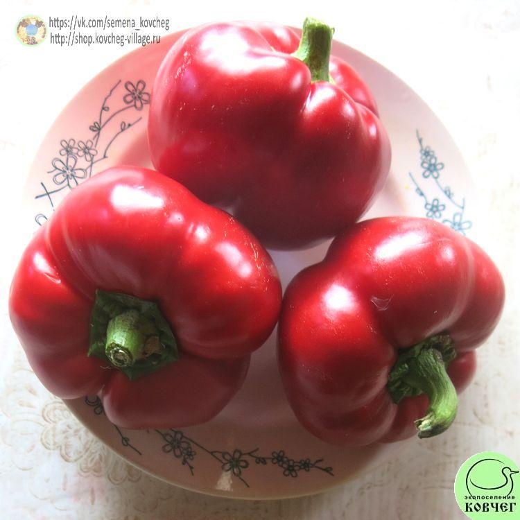 п12. Колобок (4)_1_1 2021г. Семена перца сладкого Колобок