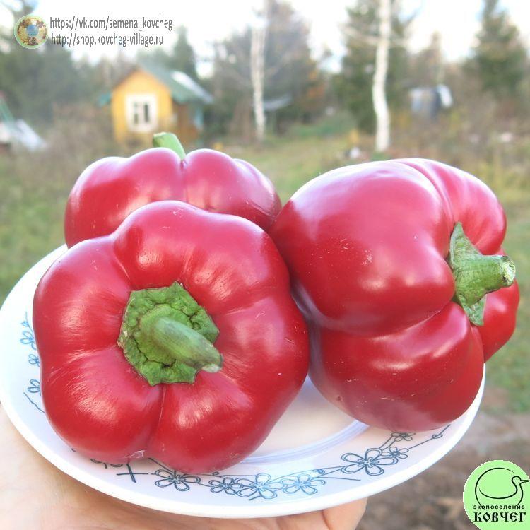 п12. Колобок (7)_1_1 2021г. Семена перца сладкого Колобок