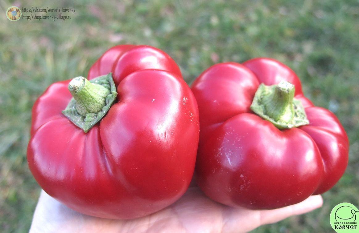 п12. Колобок (9)_1_1 2021г. Семена перца сладкого Колобок