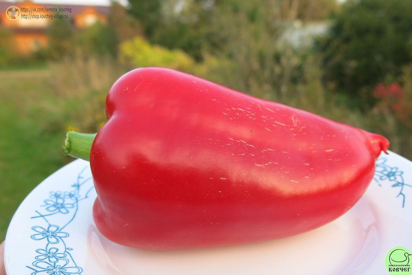 п15. Подарок Молдовы (3)_1_1 2021г. Семена перца сладкого Подарок Молдовы