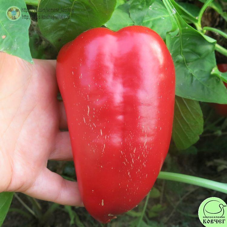 п15. Подарок Молдовы_1_1 2021г. Семена перца сладкого Подарок Молдовы