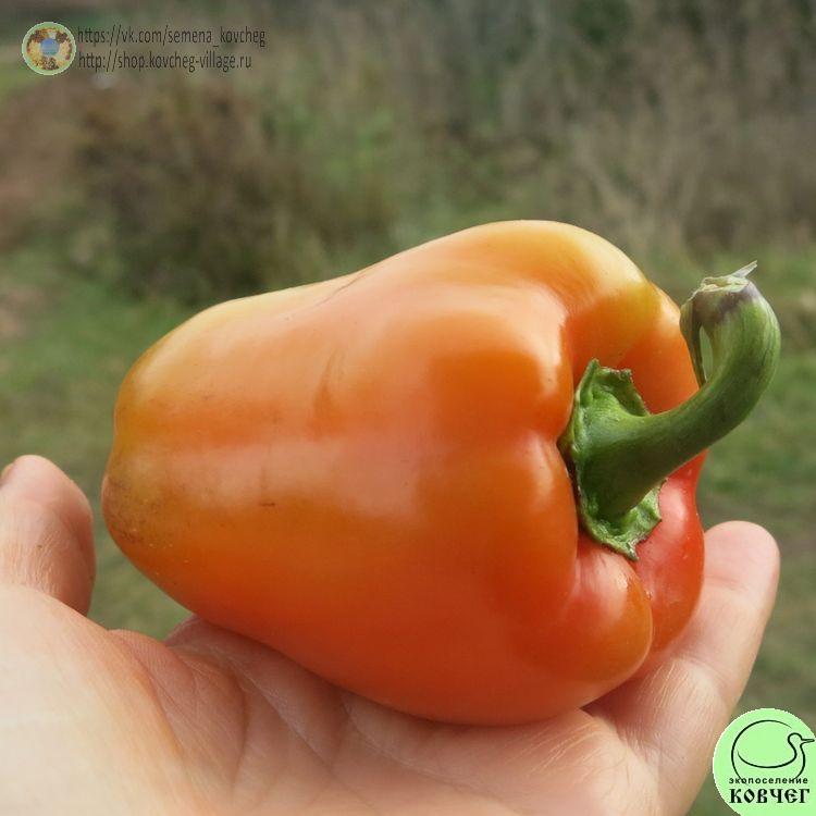 п19. Подарок Молдовы (2)_1_1 2021г. Семена перца сладкого Подарок Молдовы