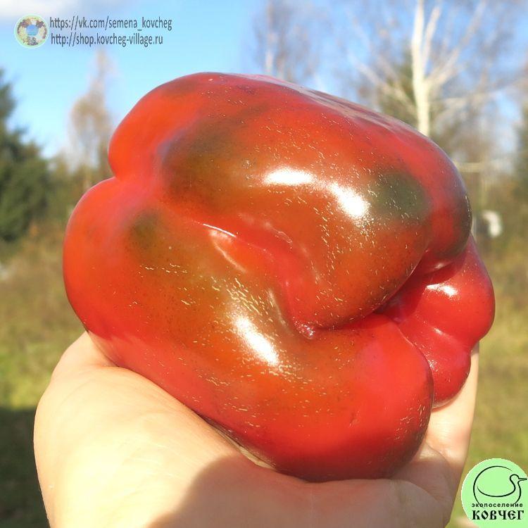 п3. Багира (13)_1_1 2024г. Семена перца сладкого Багира