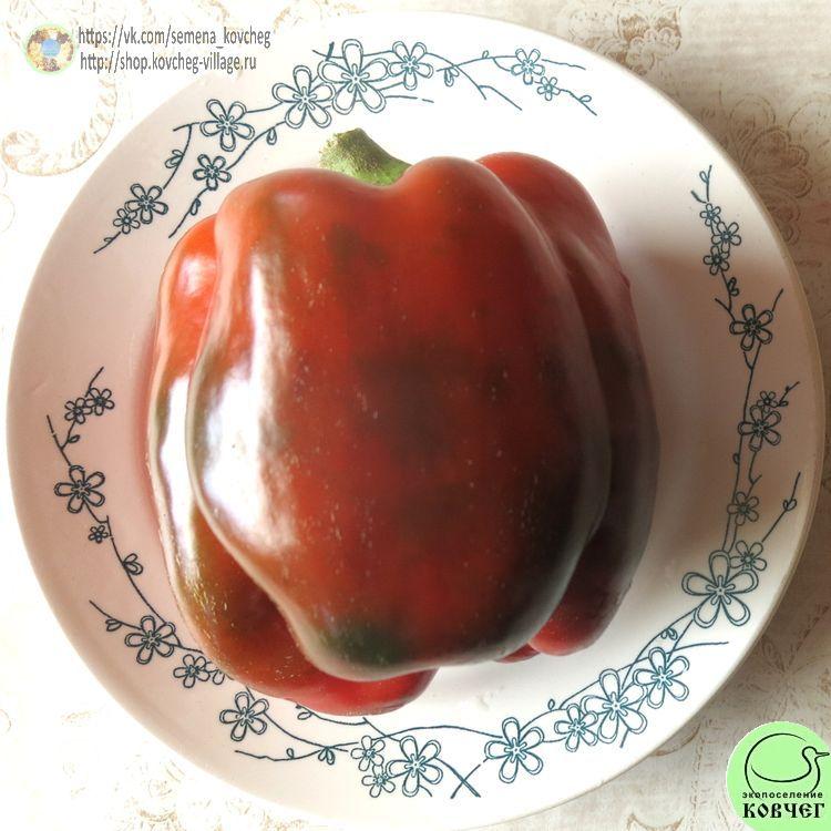 п3. Багира (5)_1_1 2024г. Семена перца сладкого Багира