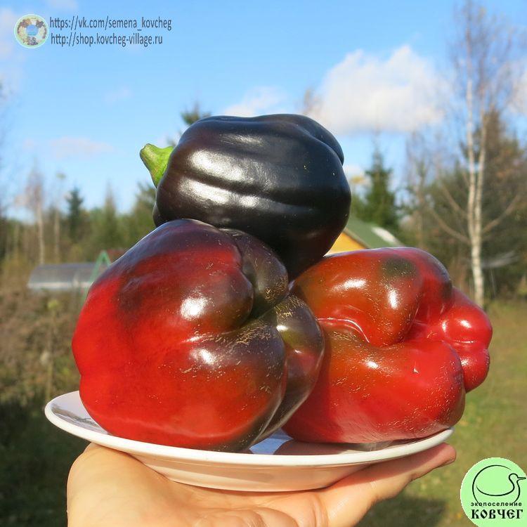 п3. Багира (8)_1_1 2024г. Семена перца сладкого Багира