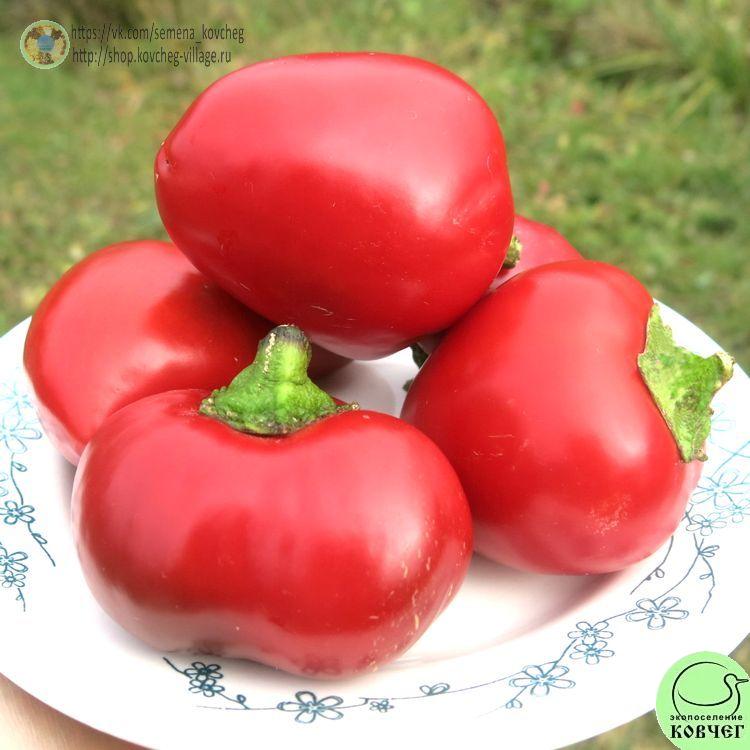 п6. Гогошарчик красный (6)_1_1 2021г. Семена перца сладкого Гогошарчик красный