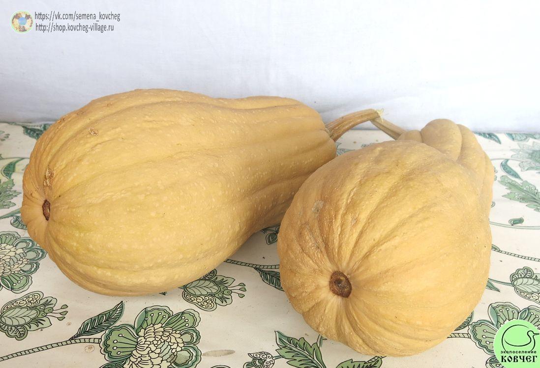т28. Тыква Рогоза виолина Гиойя (2)_1_1 Семена тыквы Рогоза виолина Гиойя