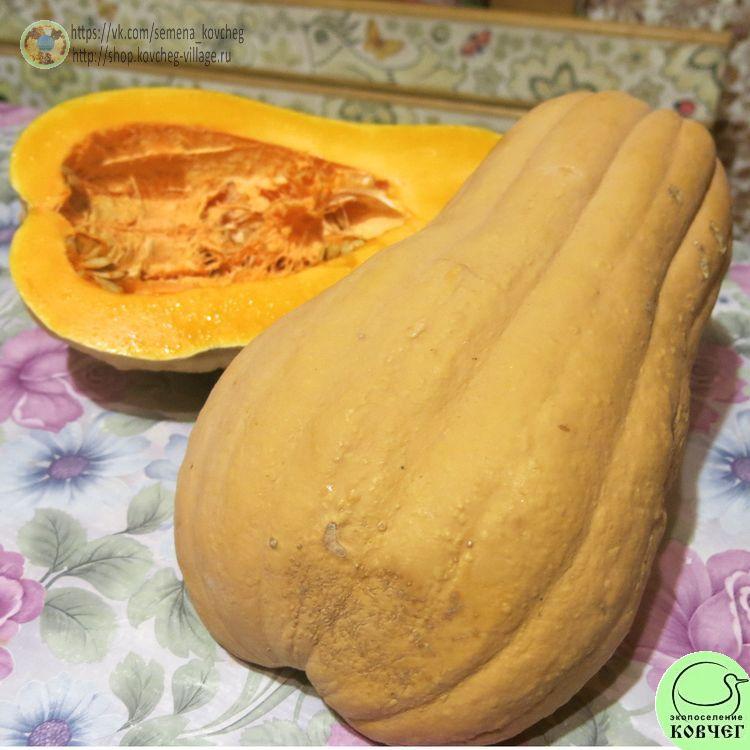 т28. Тыква Рогоза виолина Гиойя (6)_1_1 Семена тыквы Рогоза виолина Гиойя