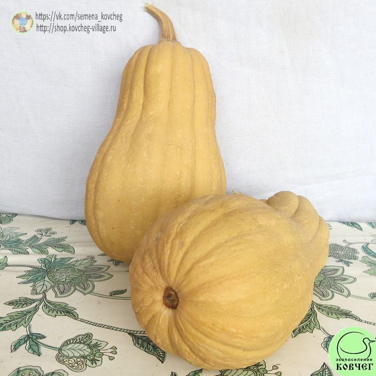 т28. Тыква Рогоза виолина Гиойя_1_1 Семена тыквы Рогоза виолина Гиойя