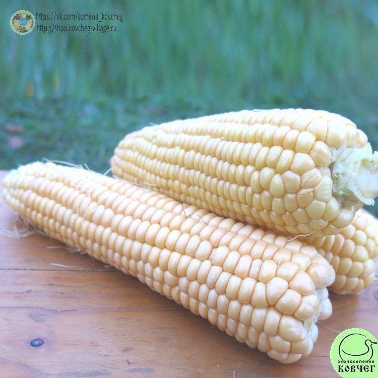 Кукуруза Золотой початок_1_1 2023г. Семена кукурузы сахарной Золотой початок
