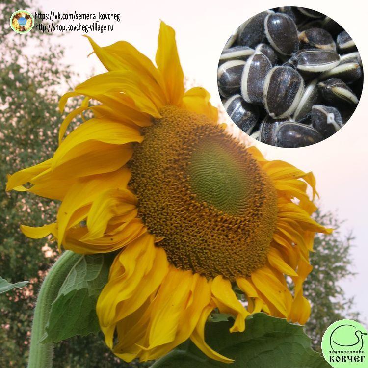 -Подсолнечник Дакота (2-)_1_1 2024г. Семена подсолнечника Дакота