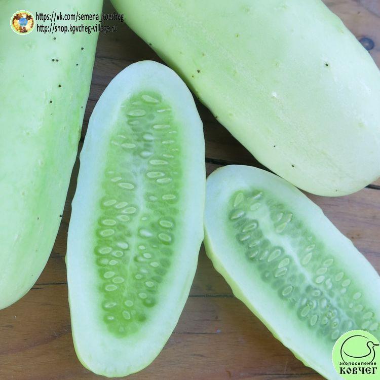 -Пуна кхира 2_1_1 Семена огурца Пуна кхира