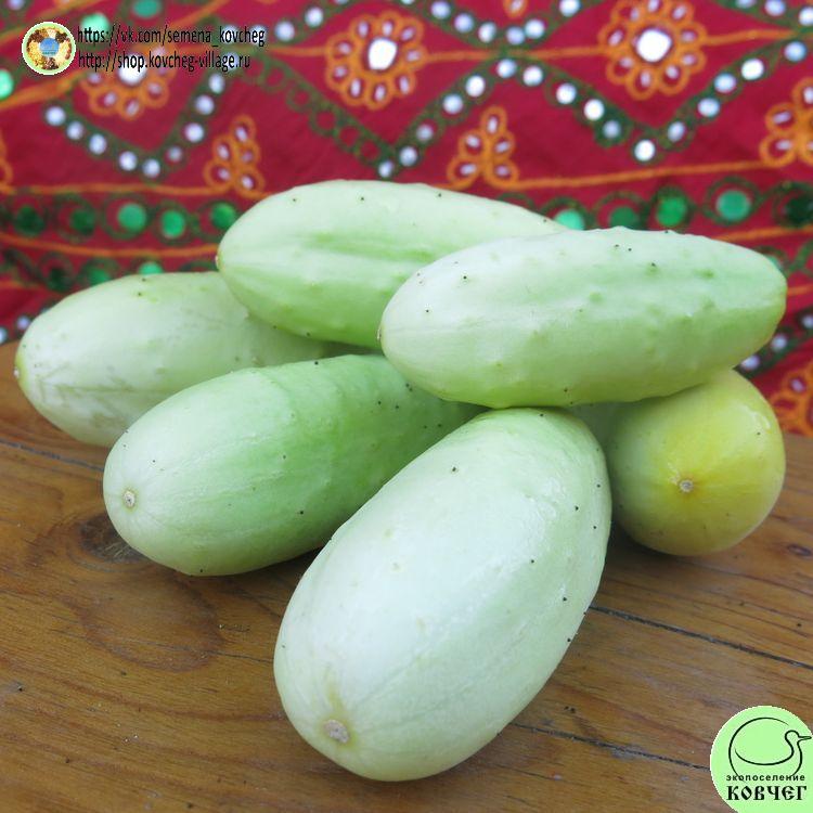 -Пуна кхира_1_1 Семена огурца Пуна кхира