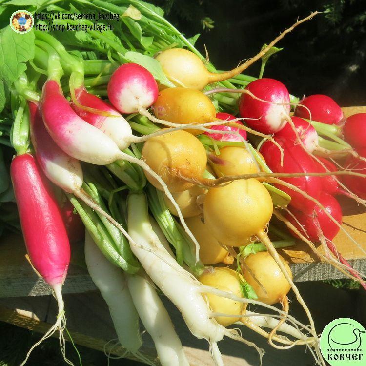 -Смесь редиса2_1_1 Смесь семян РЕДИСА