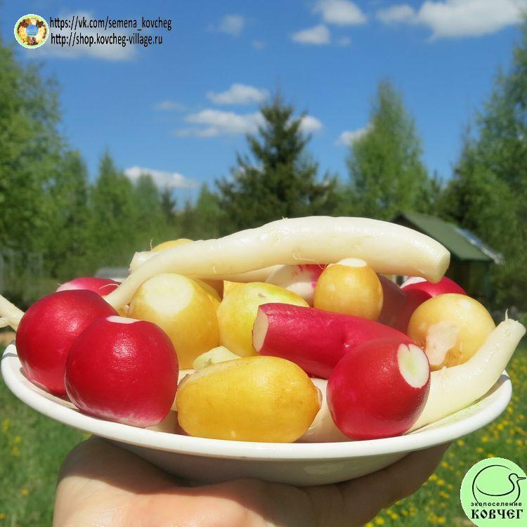 -Смесь редиса_1_1 Смесь семян РЕДИСА