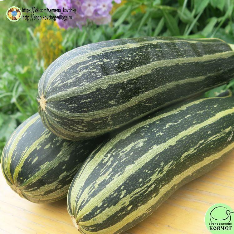 -Цукини Кукурзелло_1_1 2023г. Семена кабачка Кукурзелло