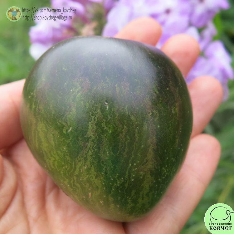 1. VT-16 (6)-_1_1 Семена томата VT-16