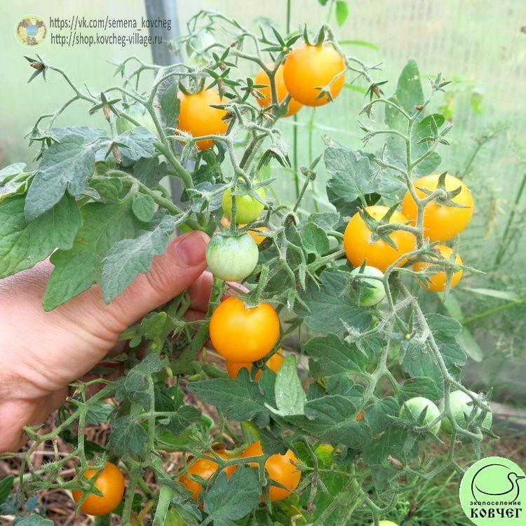 19. Желтый лилипут (13)-_1_1 Семена томата Жёлтый лилипут