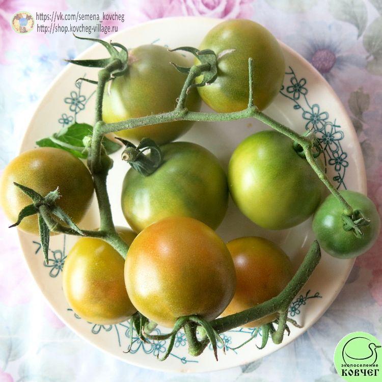 22. ЗЕЛЁНЫЙ ПРИЗРАК (5)-_1_1 Семена томата Зелёный призрак