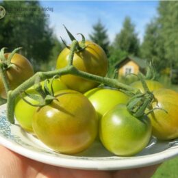 Семена томата Зелёный призрак
