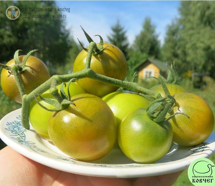 22. ЗЕЛЁНЫЙ ПРИЗРАК (7)-_1_1 Семена томата Зелёный призрак