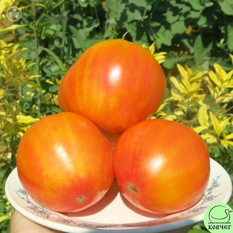 23. ЗОЛОТОЕ КОЛЕСО (19)-_1_1 Семена томата Золотое колесо