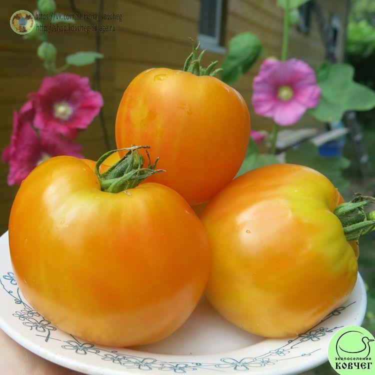 23. ЗОЛОТОЕ КОЛЕСО (7)-_1_1 Семена томата Золотое колесо